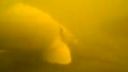 Sumec velký - albín (Silurus glanis) v našem jezírku
