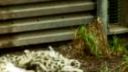 Mláďatá snežného leoparda