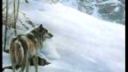 Wolven Ancestry - The Fountain of Ageless Growth...