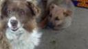 Bady, Riki