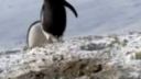 video Prefíkaný tučniak