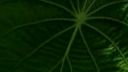 Ayahuasca v Amazónii