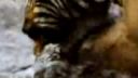 Zebra vs levica
