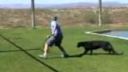 Puma parkúr