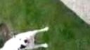 Dogfrisbee začiatky :)