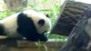 Malá panda