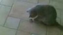 Funny cat "Cleo"