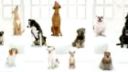 The Bark Side: 2012 Volkswagen