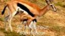Top 20 fastes animals
