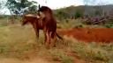 video Osol a kôň