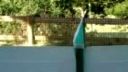 Ping, Pong, Ping...