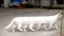 Funny animals
