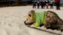 Vačica na snowboarde