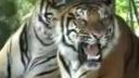 Neser tigra!