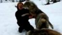 video Stretnutie so svorkou vlkov po dlhom čase