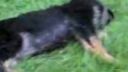 German Shepherd Puppies are Trouble!!