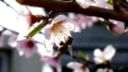 FujiFilm Finefix HS20 - fotky 2