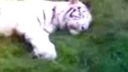 Biely tiger