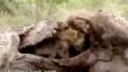 Hyena v útrobách žirafy