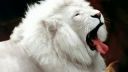 Top 10 beautifull animals