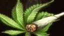 Cypress hill-canabis