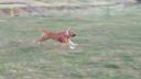 Assan - Amstaff - Obrana