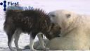 video Polárne medvede a husky