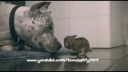Pitbull vs zajačik