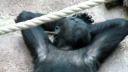 Pražská ZOO smúti