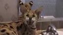 Serval - africká mačkovitá šelma