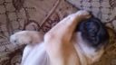 Mops