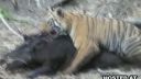 Tiger vs. prasa bradavičnaté