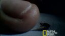Ploštica posteľná (bed bug)