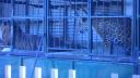 Tiger, lev