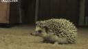 Reakcia ježka na zvuky