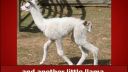 Llama Song