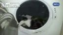 Debil zavrel mačku do práčky