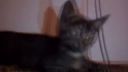 Techno kočka :D
