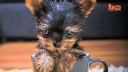 video Najmenší psík na svete