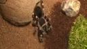 Acanthoscurria Geniculata