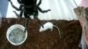 Lasiodora Parahybana