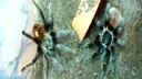 Brachypelma Vagans rituál párenia