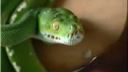 Morelia Viridis