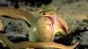 video Had konzumuje vajce