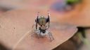 Maratus volans