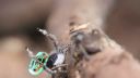 Maratus volans 1