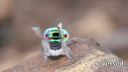 Maratus volans 2