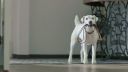 video VW pes