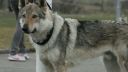 Československý vlčiak - Czechoslovakian wolfdog
