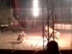Cirkusový tiger počas vystúpenia usmrtil trénera